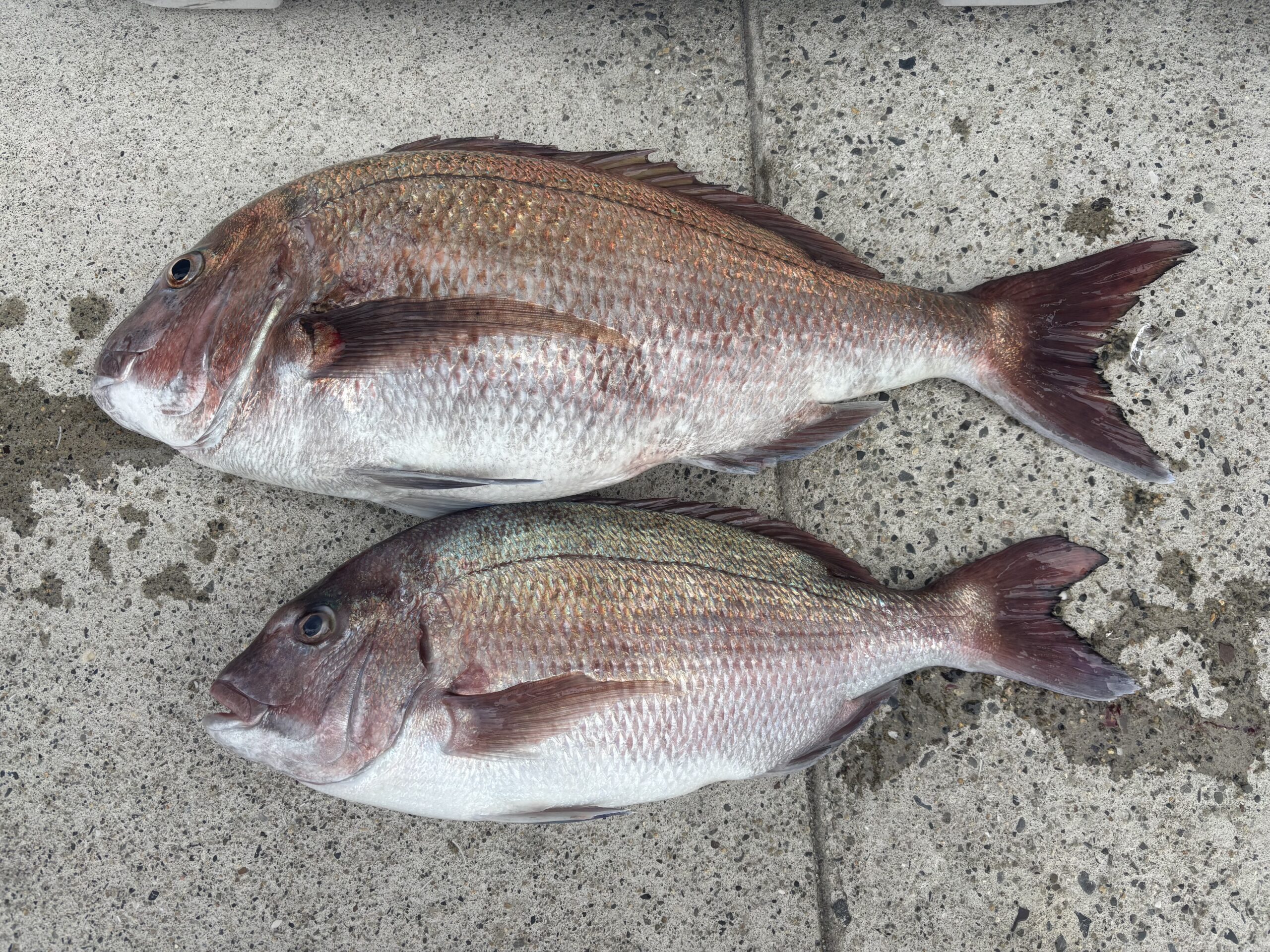 マダイがよく釣れております！